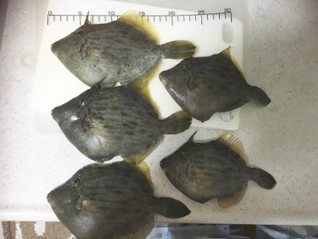 カワハギ来たー！