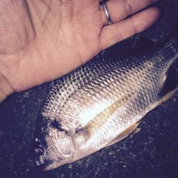 久々のキビレゲーム