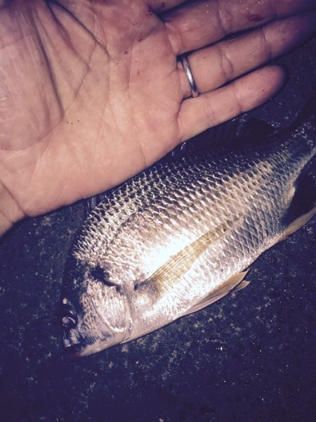 久々のキビレゲーム