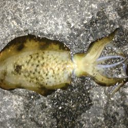 イカ釣ったぞー。