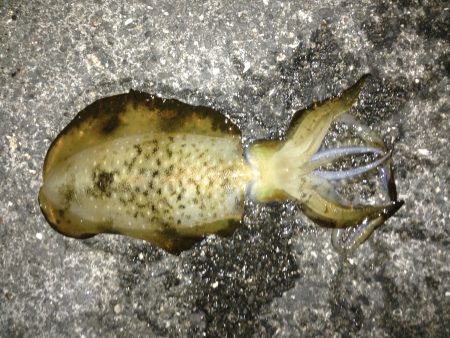 イカ釣ったぞー。