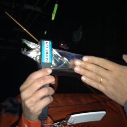 ワインドとウキ釣り