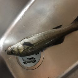 サヨリパターン釣れず