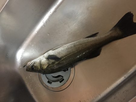 サヨリパターン釣れず