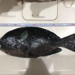 グレ釣ったぞー。