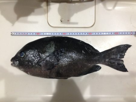 グレ釣ったぞー。