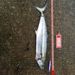 太刀魚→ショアジギ