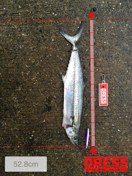 太刀魚→ショアジギ