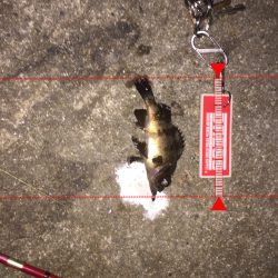 久しぶりのメバリング