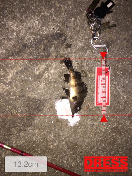 久しぶりのメバリング