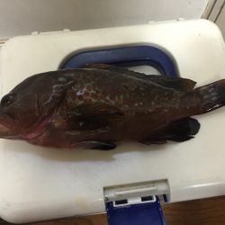 初めてのアコウ