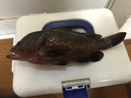 初めてのアコウ