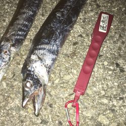 昼タチウオ再び