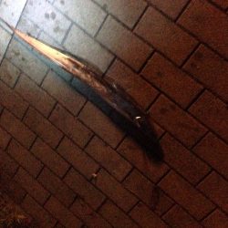 寒くなってきた