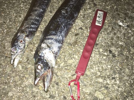 昼タチウオ再び