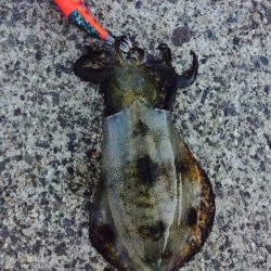 タコ キロオーバー！！アオリ コウイカ！！