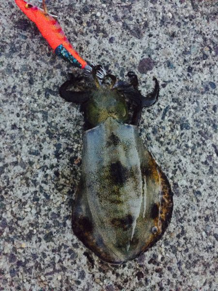 タコ キロオーバー！！アオリ コウイカ！！