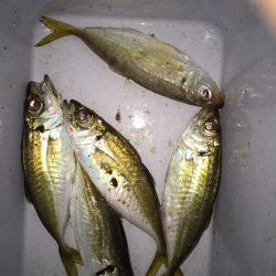 アジング調査で今秋初ゲット