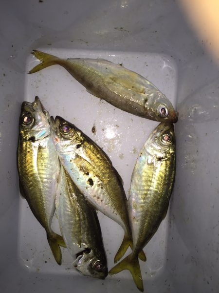 アジング調査で今秋初ゲット