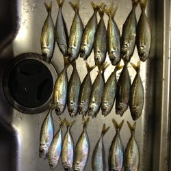 久しぶりのアジング