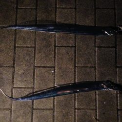 バラシが多かった