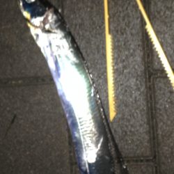 夕まずめタチウオ