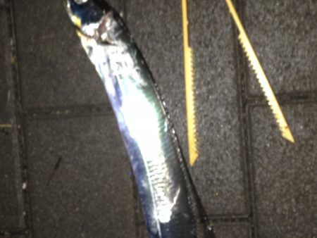 夕まずめタチウオ