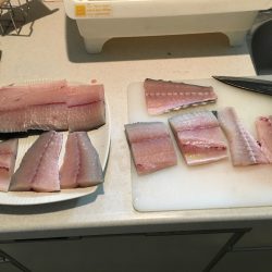 思わぬ魚が釣れましたー