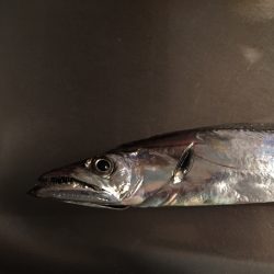 初エサ釣り釣果！