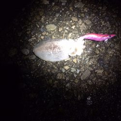 ナイトエギング