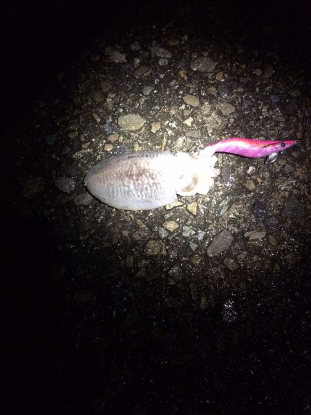 ナイトエギング