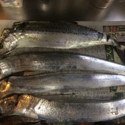 南芦屋浜でサゴシ＆タッチー