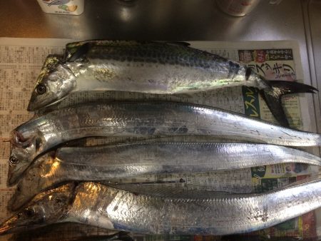 南芦屋浜でサゴシ＆タッチー