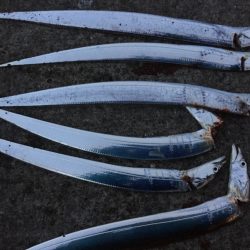 タチウオ小さい