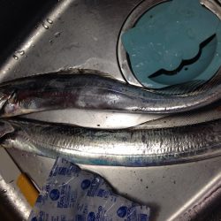 加古川タチウオ調査