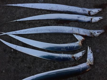 タチウオ小さい