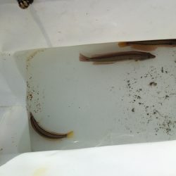 カレイいるかな？