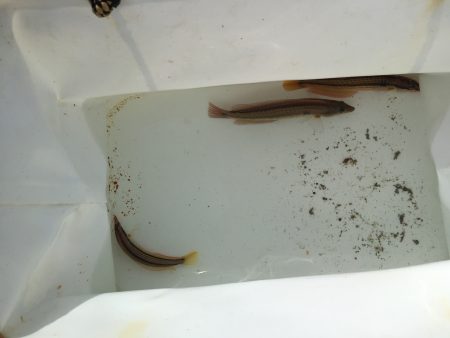 カレイいるかな？