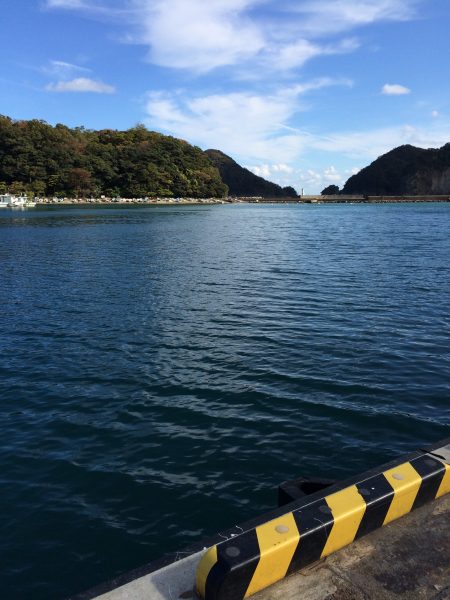 サヨリが一日中入れ食いでした