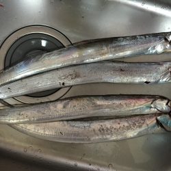 初ワインド釣果