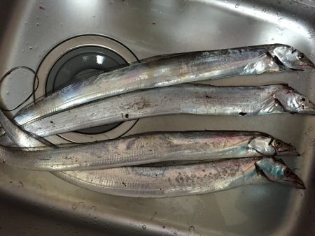 初ワインド釣果
