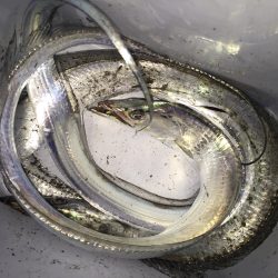 短時間ワインド