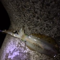 今年は渋いねぇ、、、