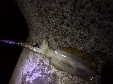 今年は渋いねぇ、、、