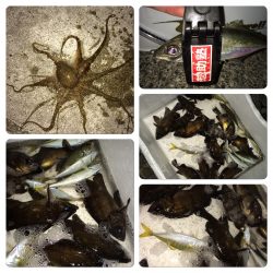アジ。メバル 爆釣！