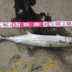 なんとかサワラが釣れました