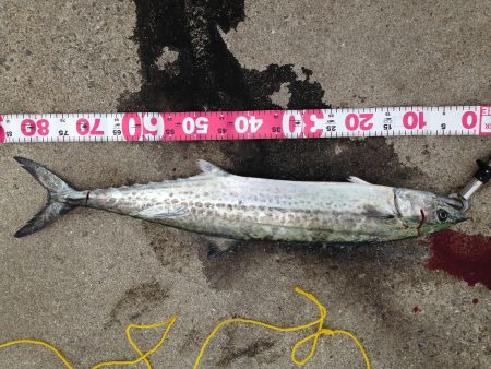 なんとかサワラが釣れました