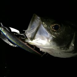 シーバス好調です♪