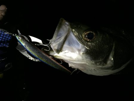 シーバス好調です♪