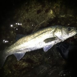 連日ナイトシーバス